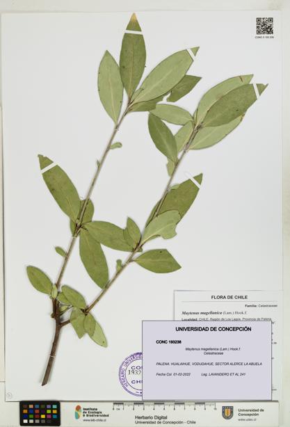 Maytenus magellanica [Espécimen: UDEC:CONC:0193238]