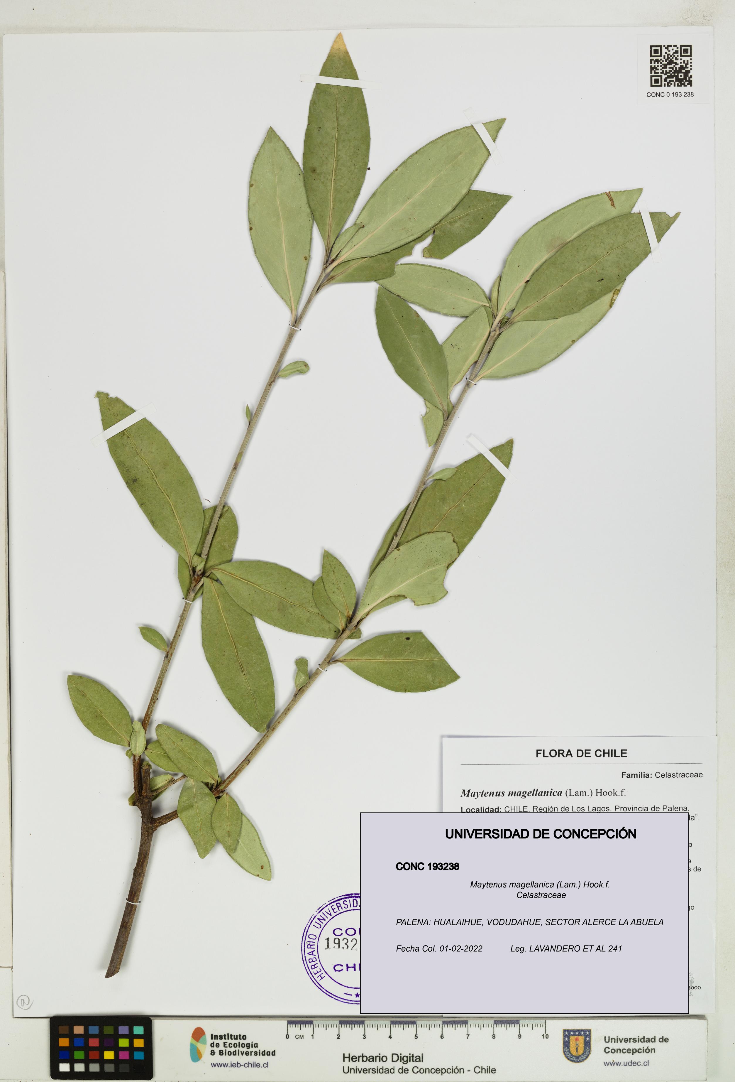 Maytenus magellanica [Espécimen: UDEC:CONC:0193238]