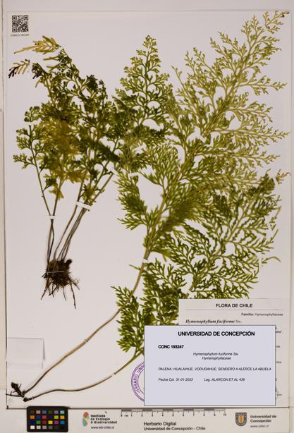Hymenophyllum fuciforme [Espécimen: ]