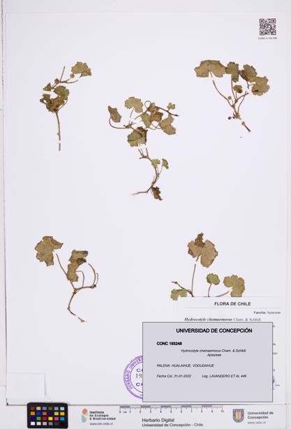 Hydrocotyle chamaemorus [Espécimen: ]