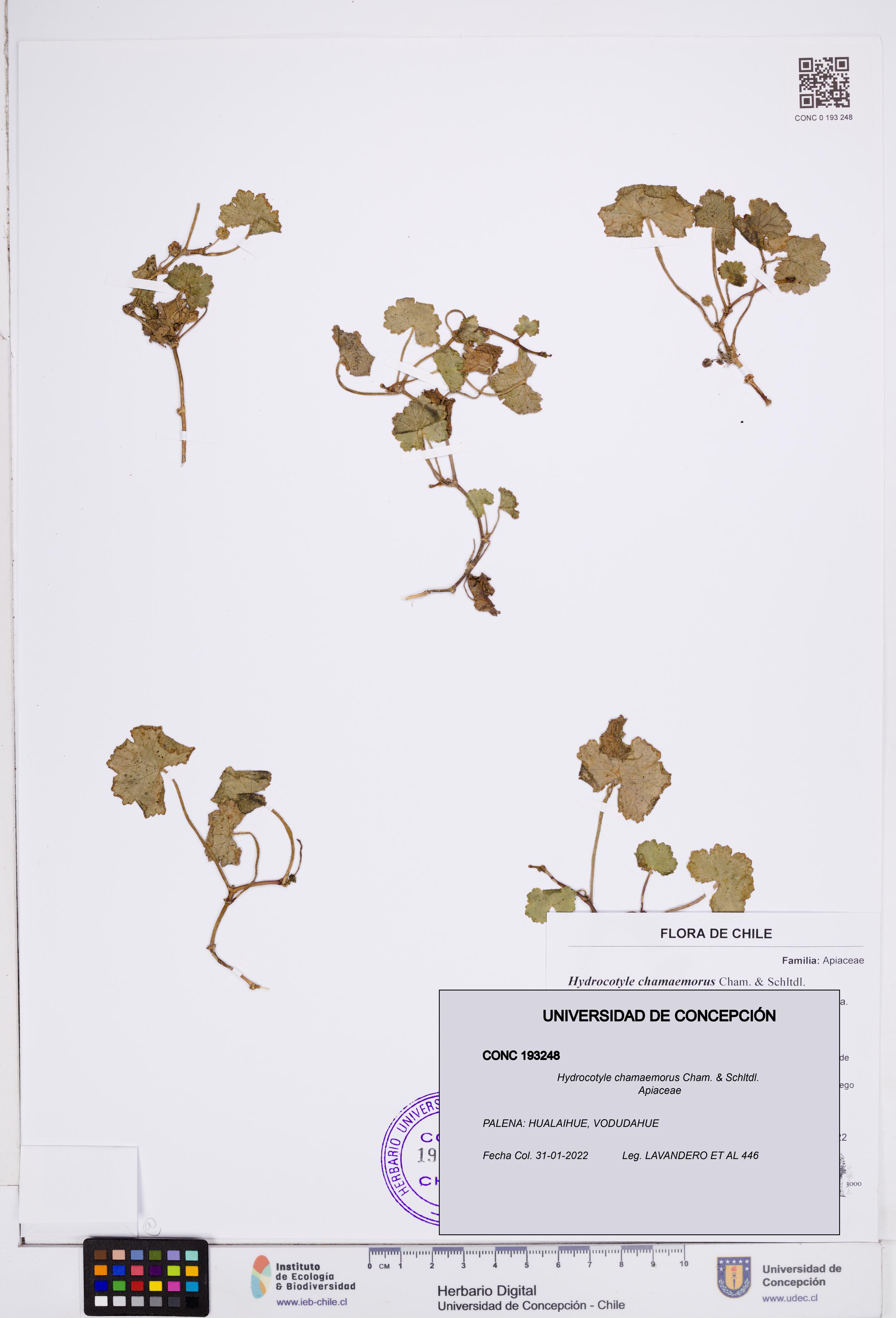 Hydrocotyle chamaemorus [Espécimen: ]