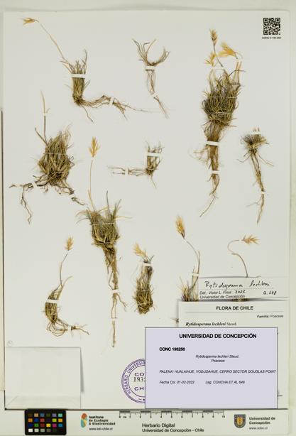 Rytidosperma lechleri [Espécimen: UDEC:CONC:0193250]