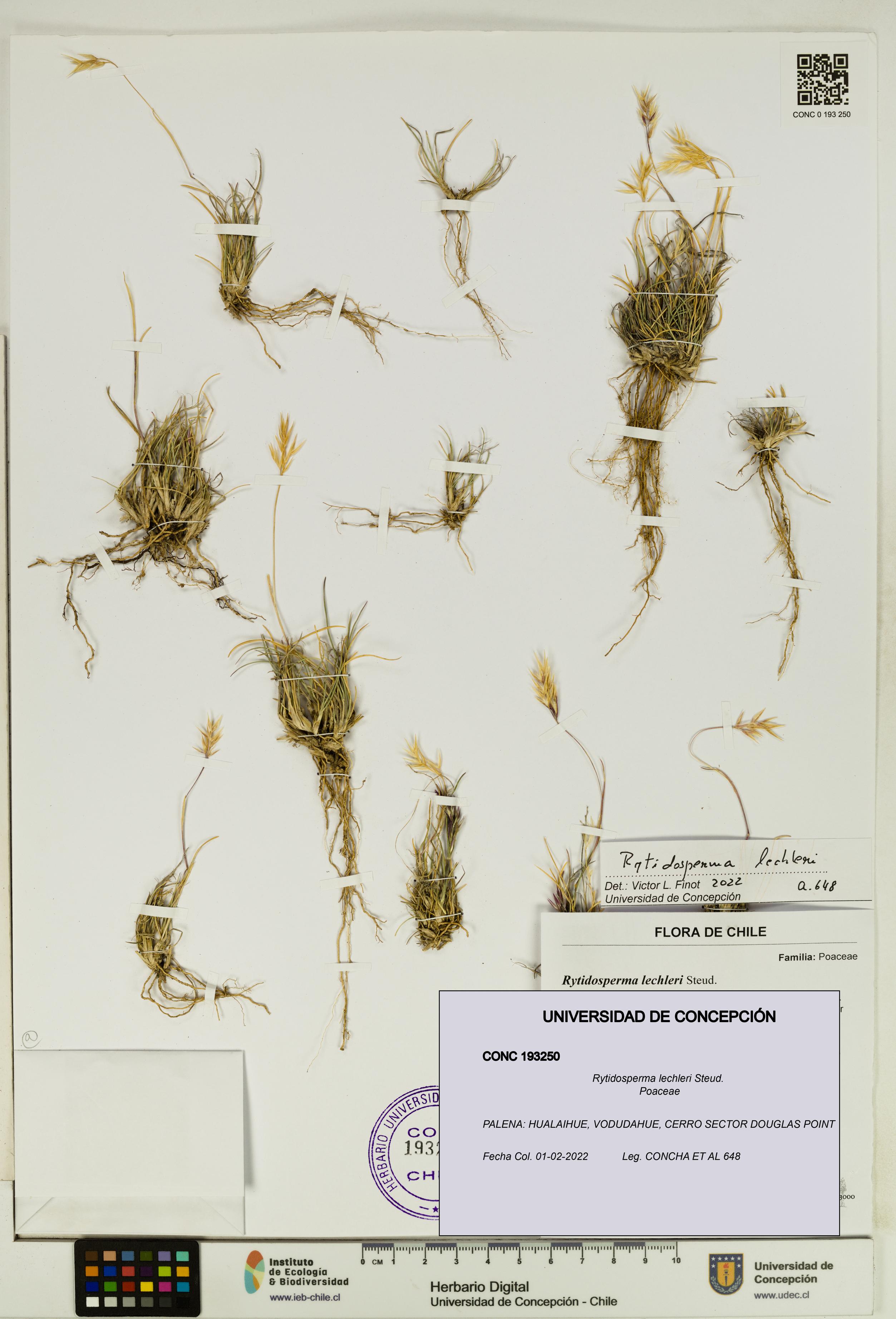 Rytidosperma lechleri [Espécimen: UDEC:CONC:0193250]