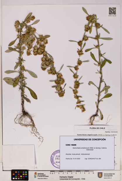 Gamochaeta simplicicaulis [Espécimen: UDEC:CONC:0193255]