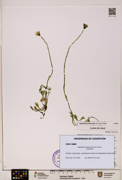 Haplosticha trifurcata [Espécimen: UDEC:CONC:0193263]