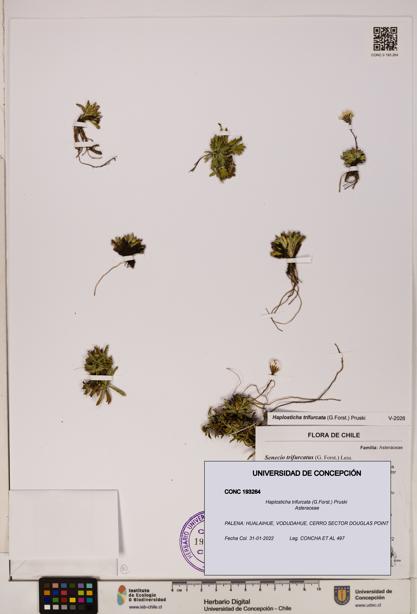 Haplosticha trifurcata [Espécimen: UDEC:CONC:0193264]
