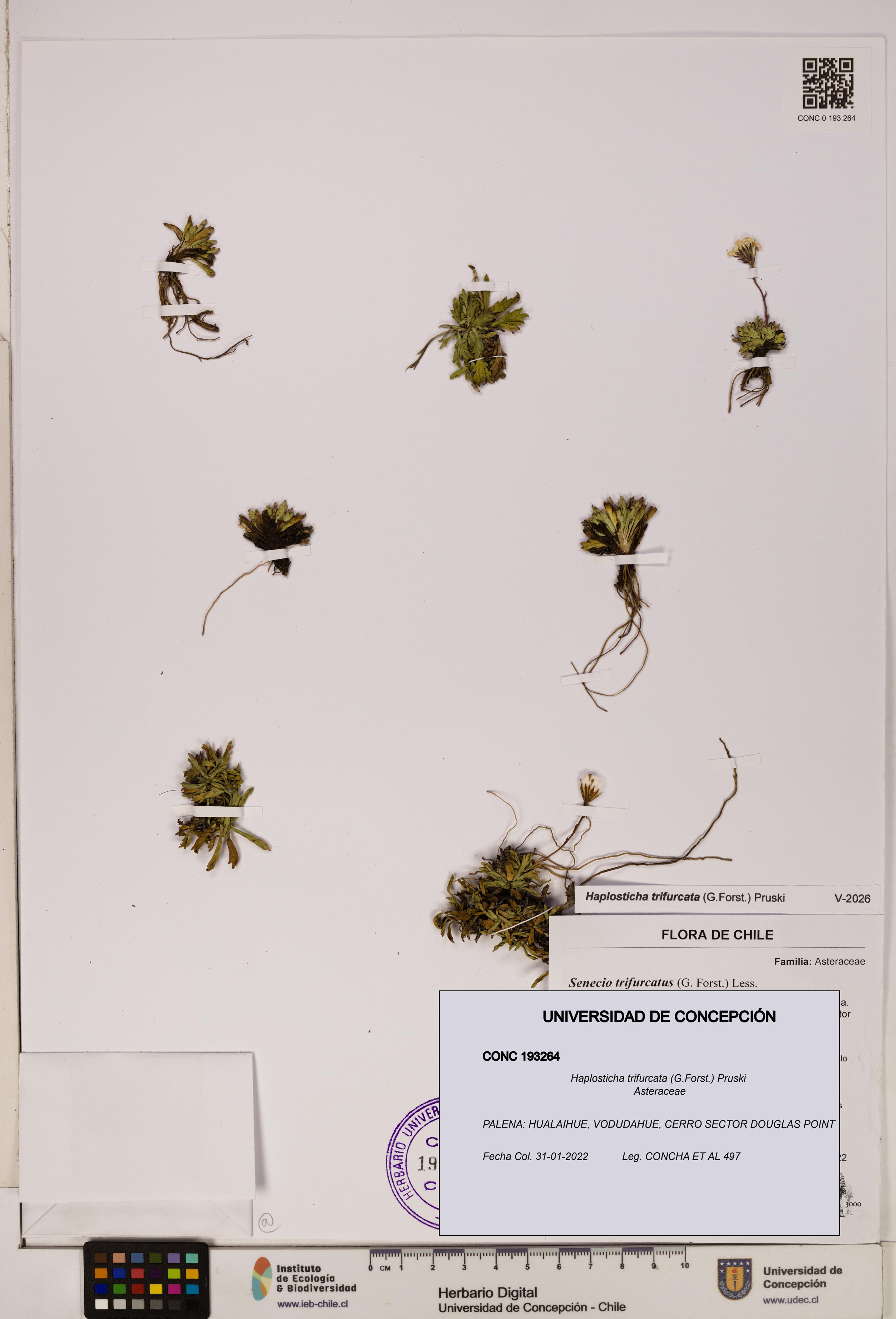 Haplosticha trifurcata [Espécimen: UDEC:CONC:0193264]