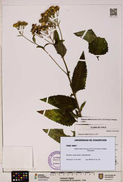 Pelseria otites [Espécimen: ]