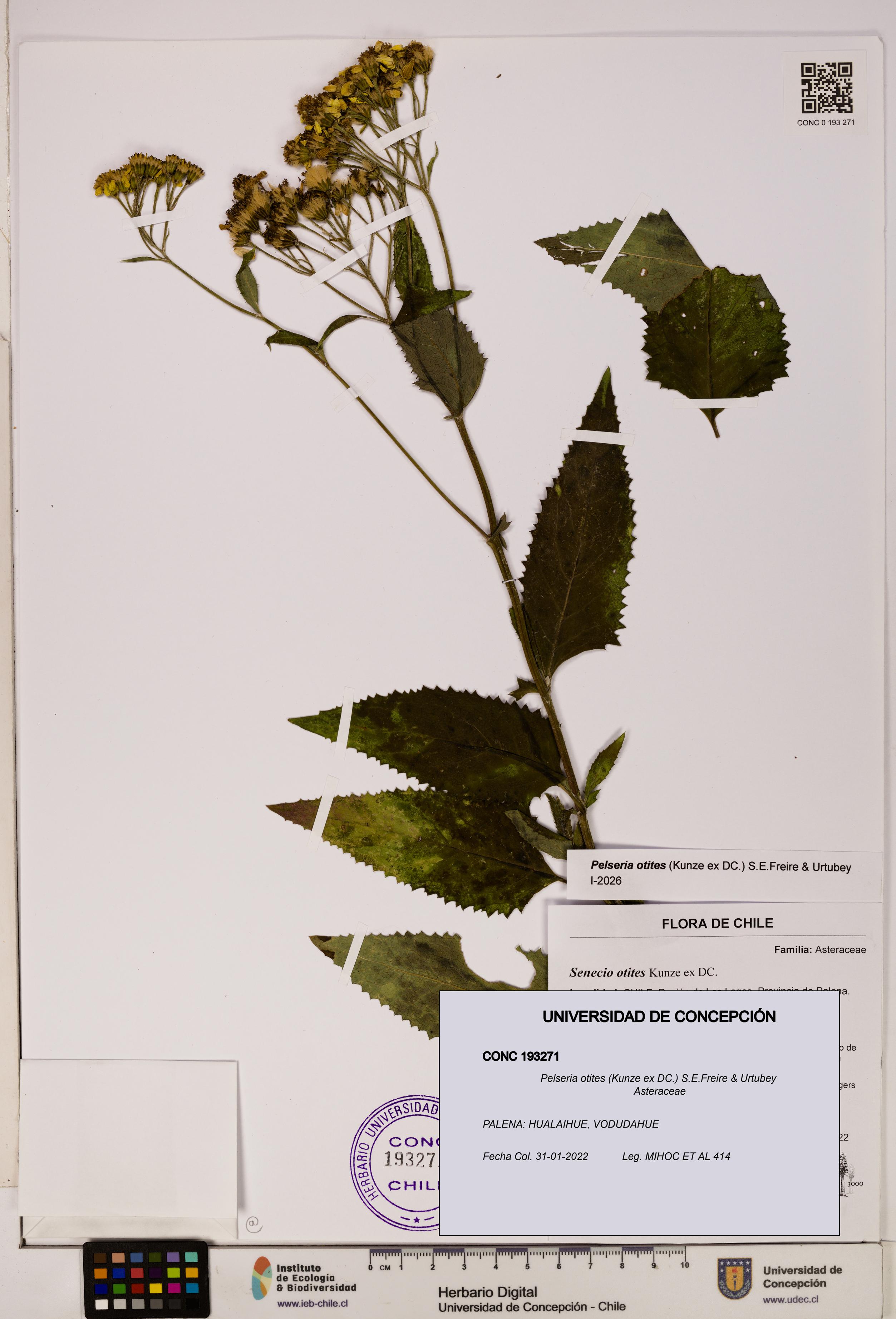 Pelseria otites [Espécimen: ]