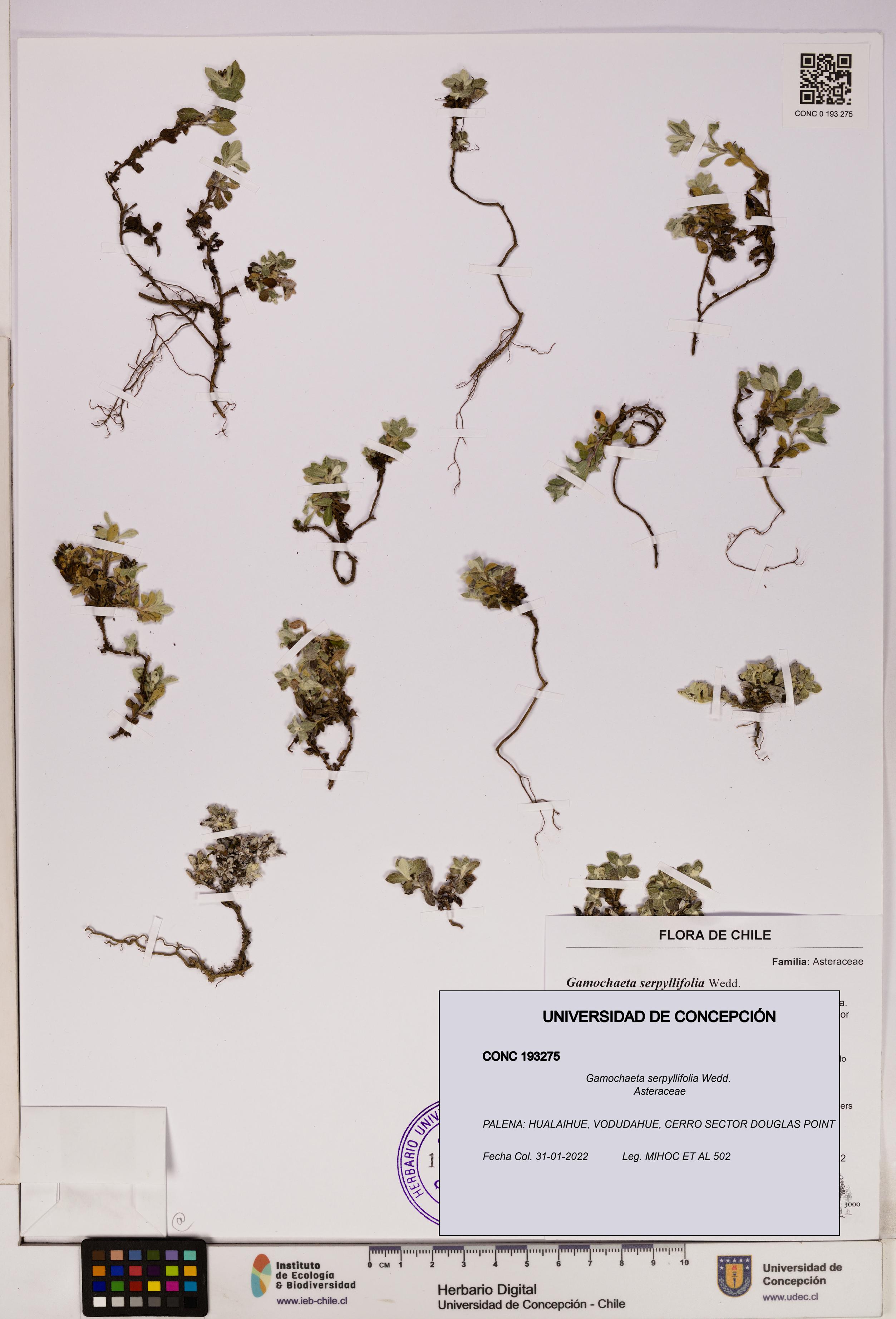 Gamochaeta serpyllifolia [Espécimen: UDEC:CONC:0193275]