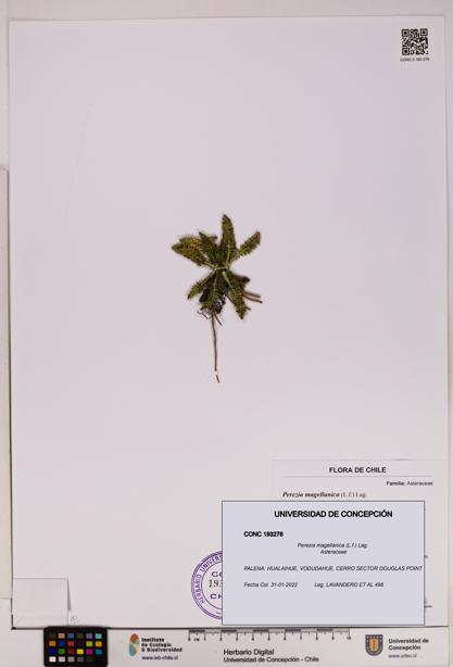 Perezia magellanica [Espécimen: UDEC:CONC:0193276]