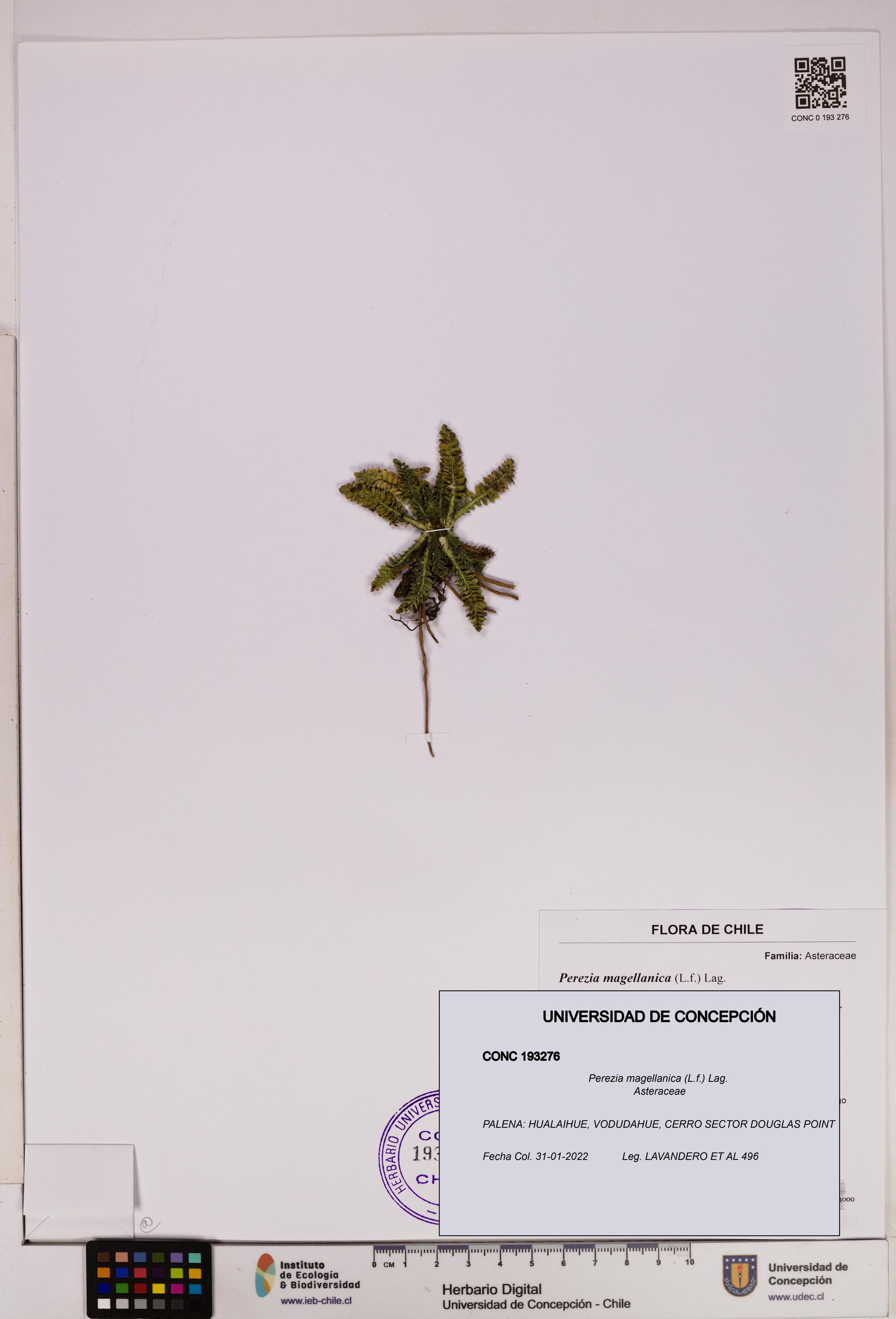 Perezia magellanica [Espécimen: UDEC:CONC:0193276]