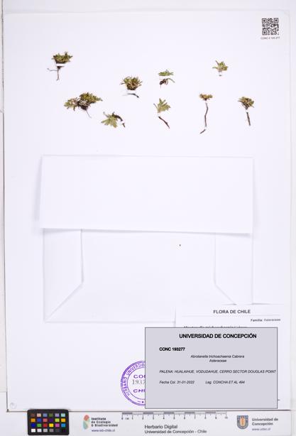 Abrotanella trichoachaenia [Espécimen: ]