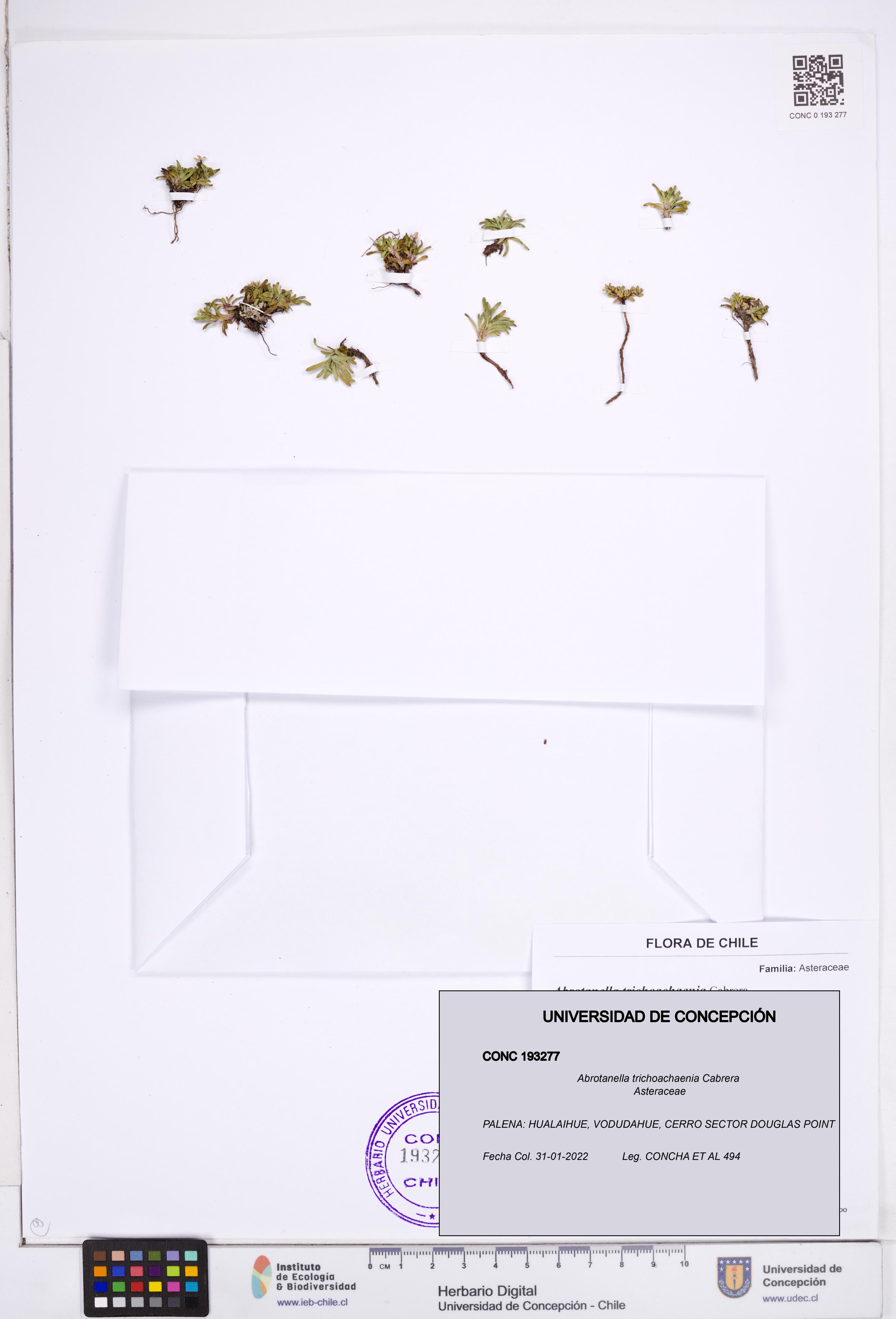 Abrotanella trichoachaenia [Espécimen: ]