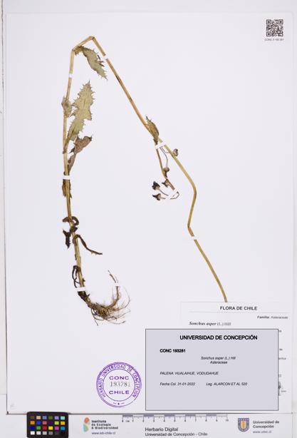 Sonchus asper [Espécimen: ]