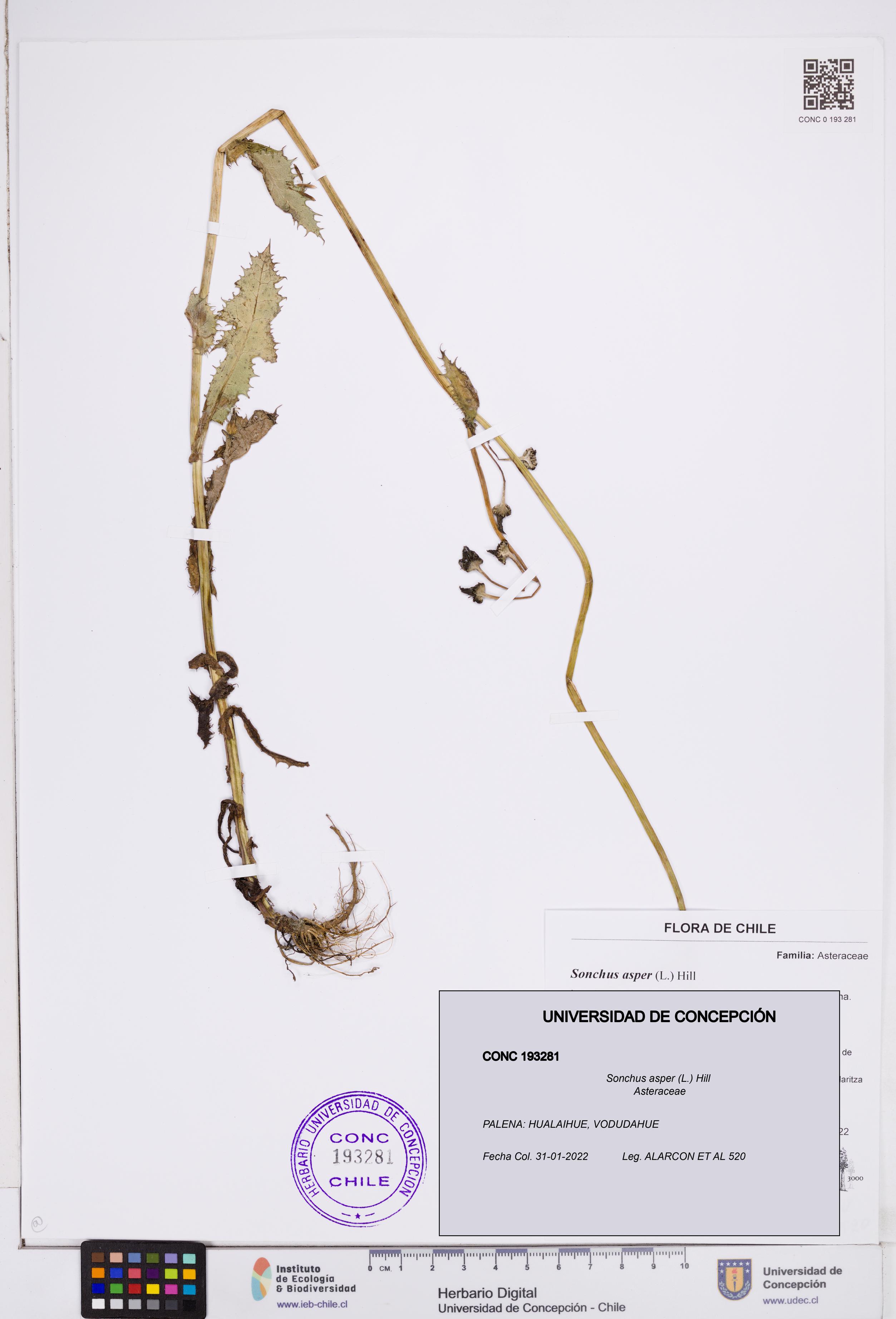 Sonchus asper [Espécimen: ]