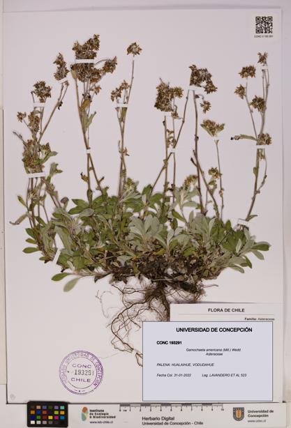 Gamochaeta americana [Espécimen: UDEC:CONC:0193291]