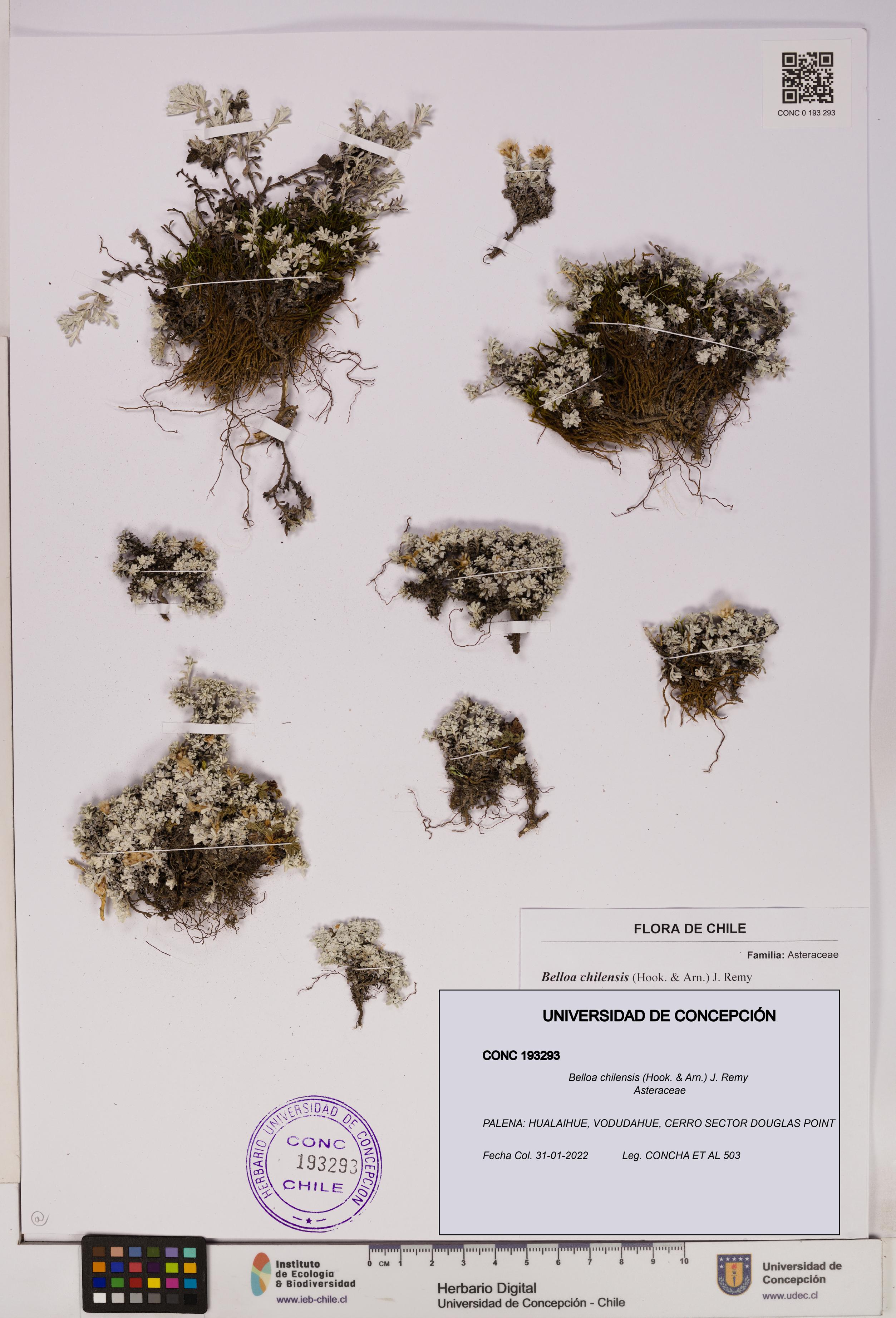 Belloa chilensis [Espécimen: UDEC:CONC:0193293]