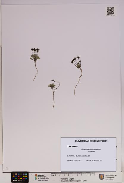 Cruckshanksia macrantha [Espécimen: UDEC:CONC:0193332]