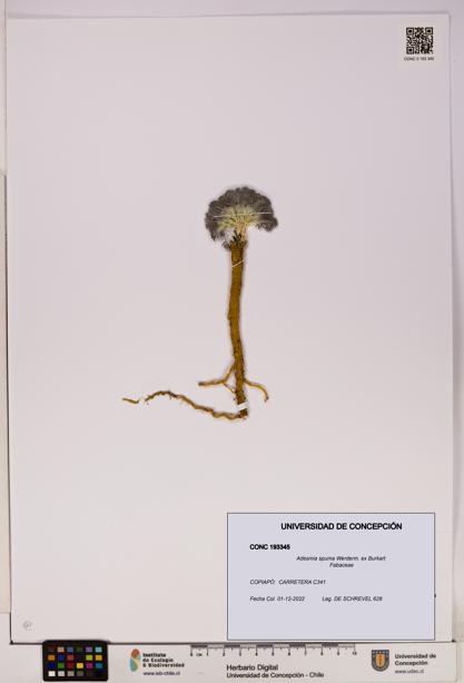 Adesmia spuma [Espécimen: UDEC:CONC:0193345]