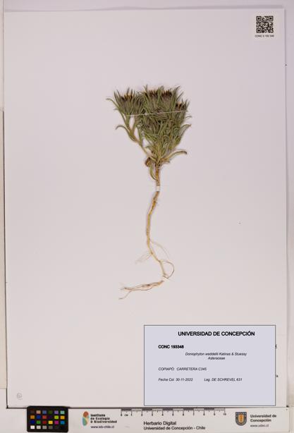 Doniophyton weddellii [Espécimen: UDEC:CONC:0193348]