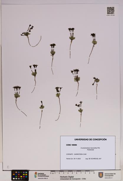 Cruckshanksia macrantha [Espécimen: UDEC:CONC:0193354]