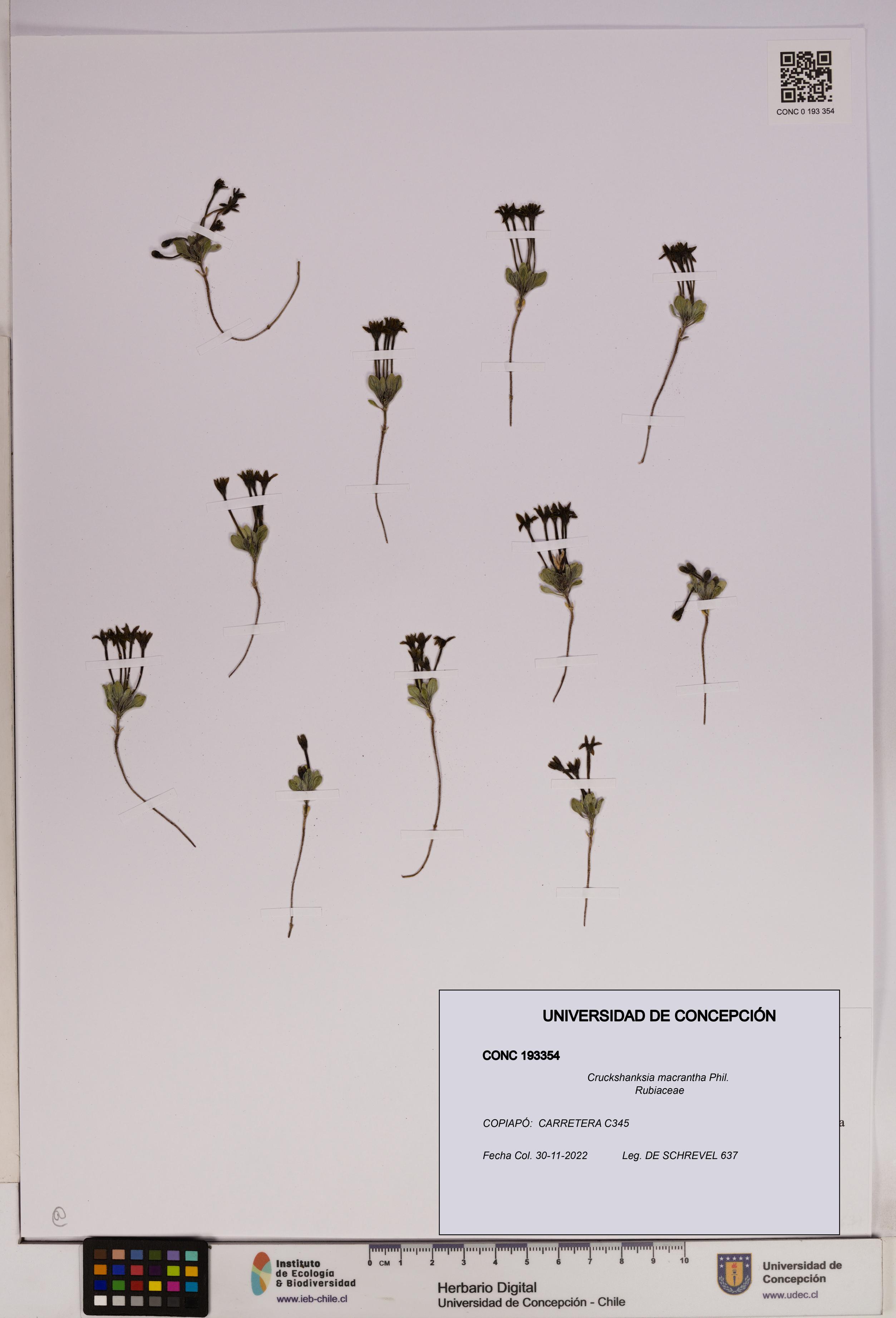 Cruckshanksia macrantha [Espécimen: UDEC:CONC:0193354]