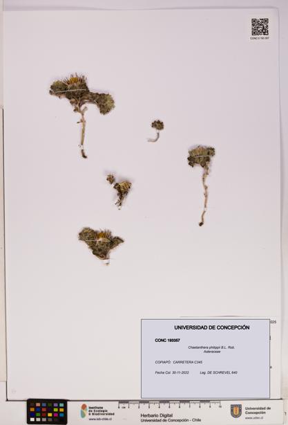 Chaetanthera philippii [Espécimen: UDEC:CONC:0193357]