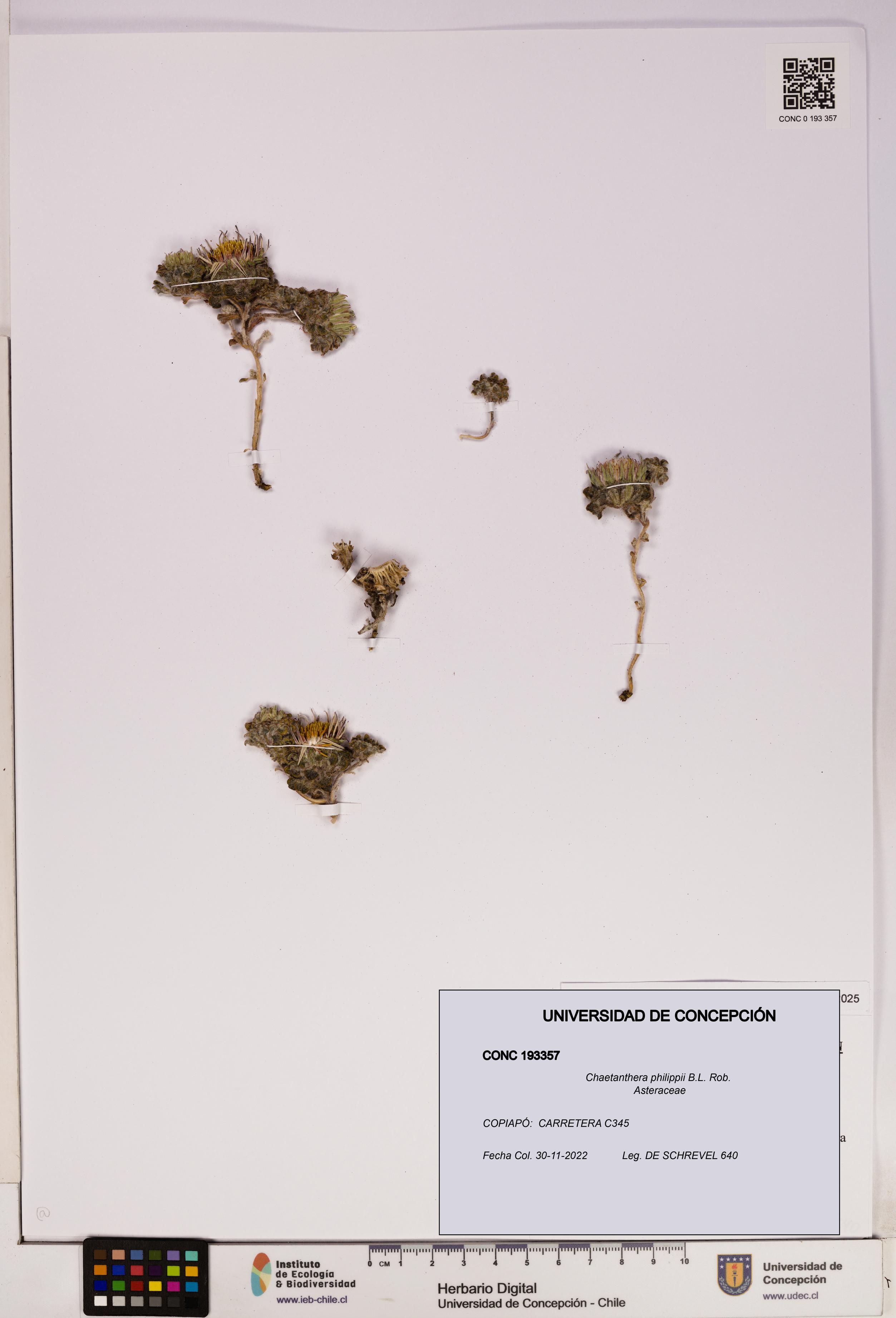 Chaetanthera philippii [Espécimen: UDEC:CONC:0193357]