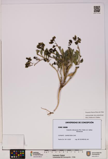 Cistanthe villanuevae [Espécimen: UDEC:CONC:0193358]