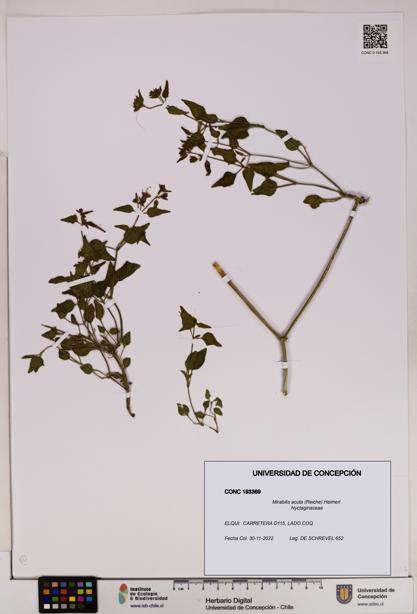 Mirabilis acuta [Espécimen: UDEC:CONC:0193369]