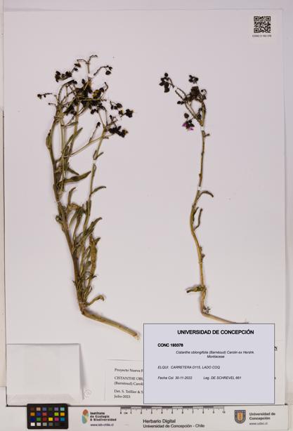 Cistanthe oblongifolia [Espécimen: UDEC:CONC:0193378]