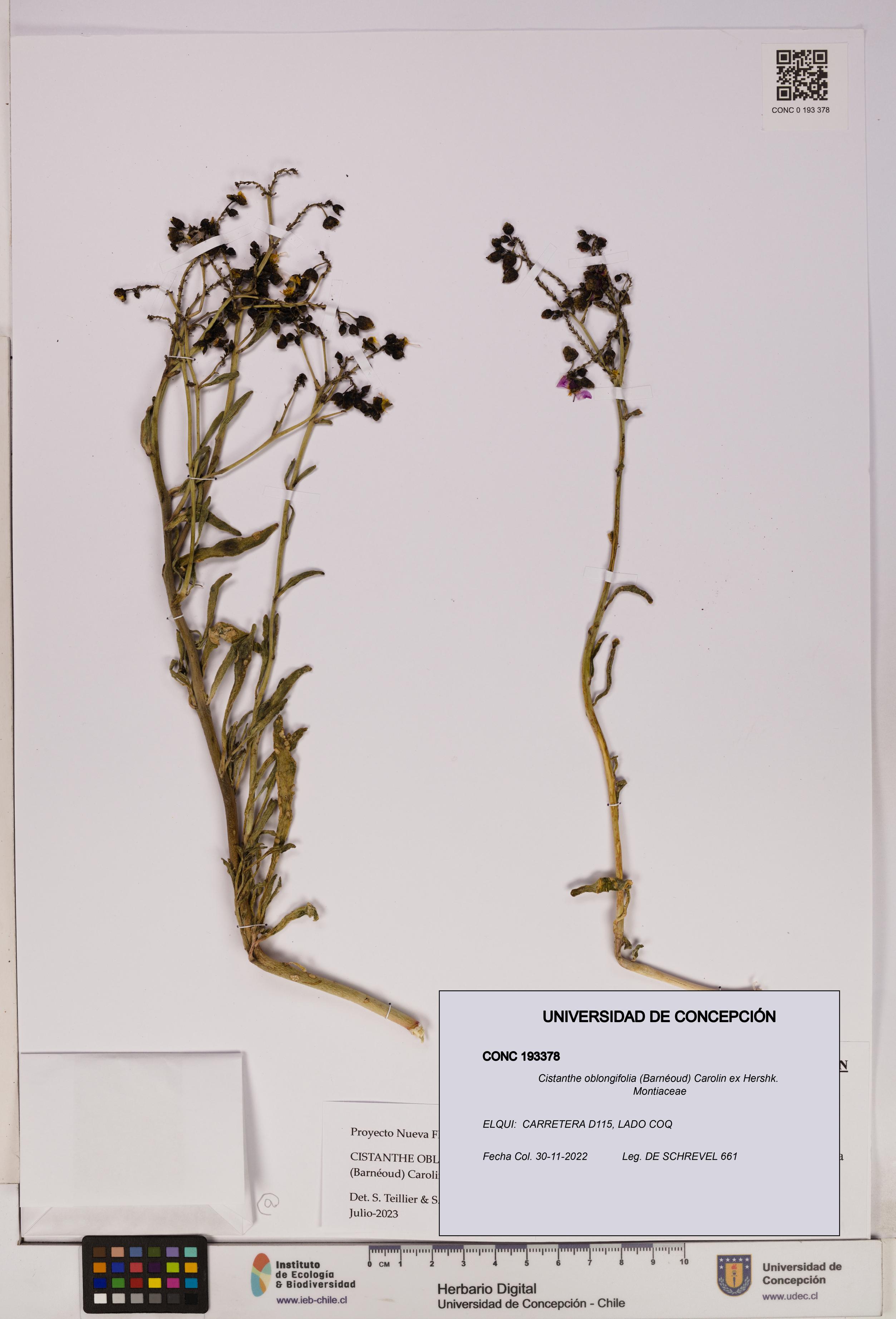 Cistanthe oblongifolia [Espécimen: UDEC:CONC:0193378]