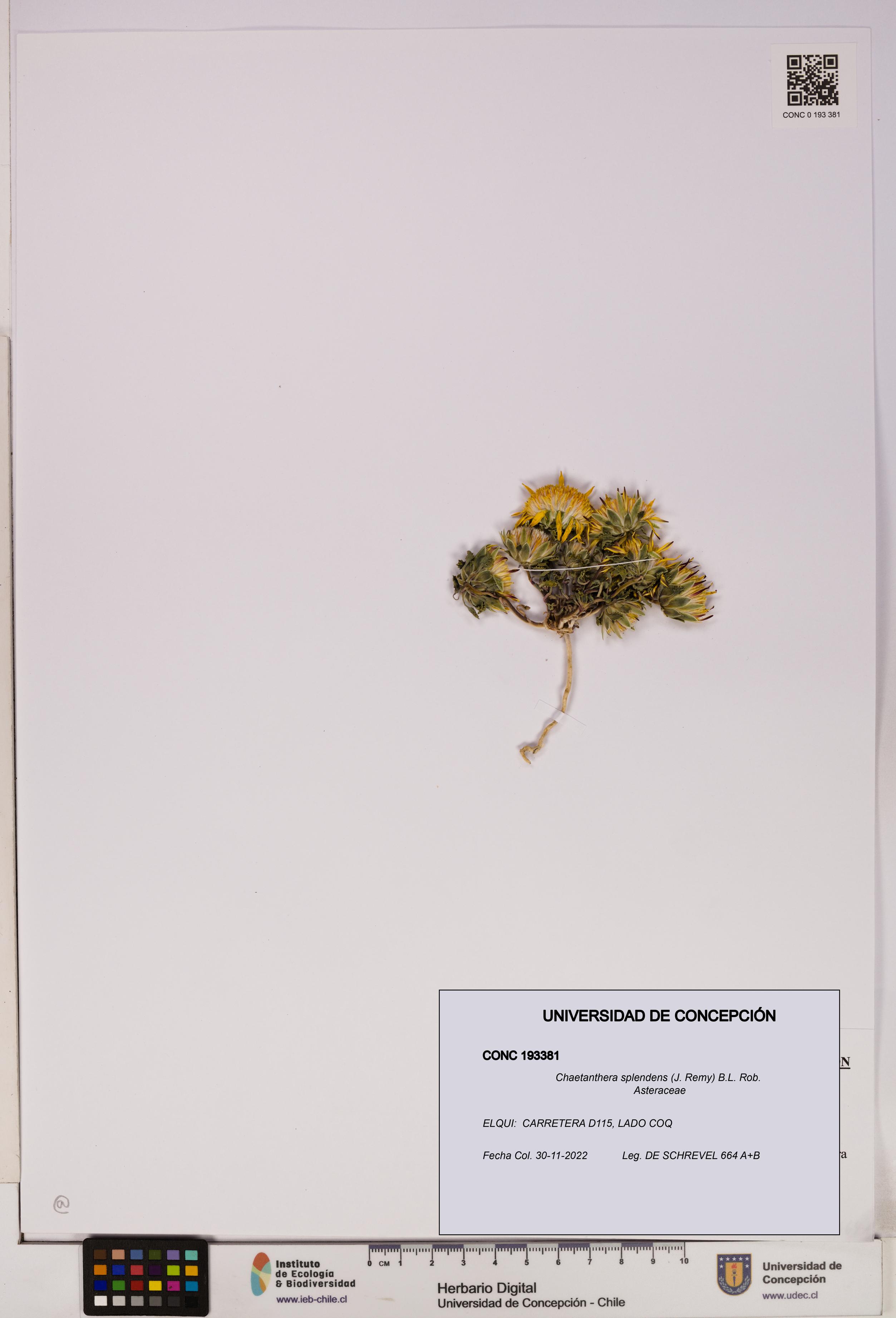 Chaetanthera splendens [Espécimen: UDEC:CONC:0193381]