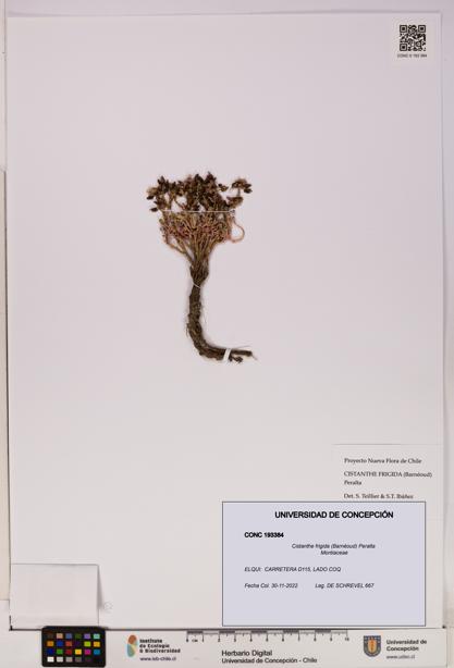 Cistanthe frigida [Espécimen: UDEC:CONC:0193384]