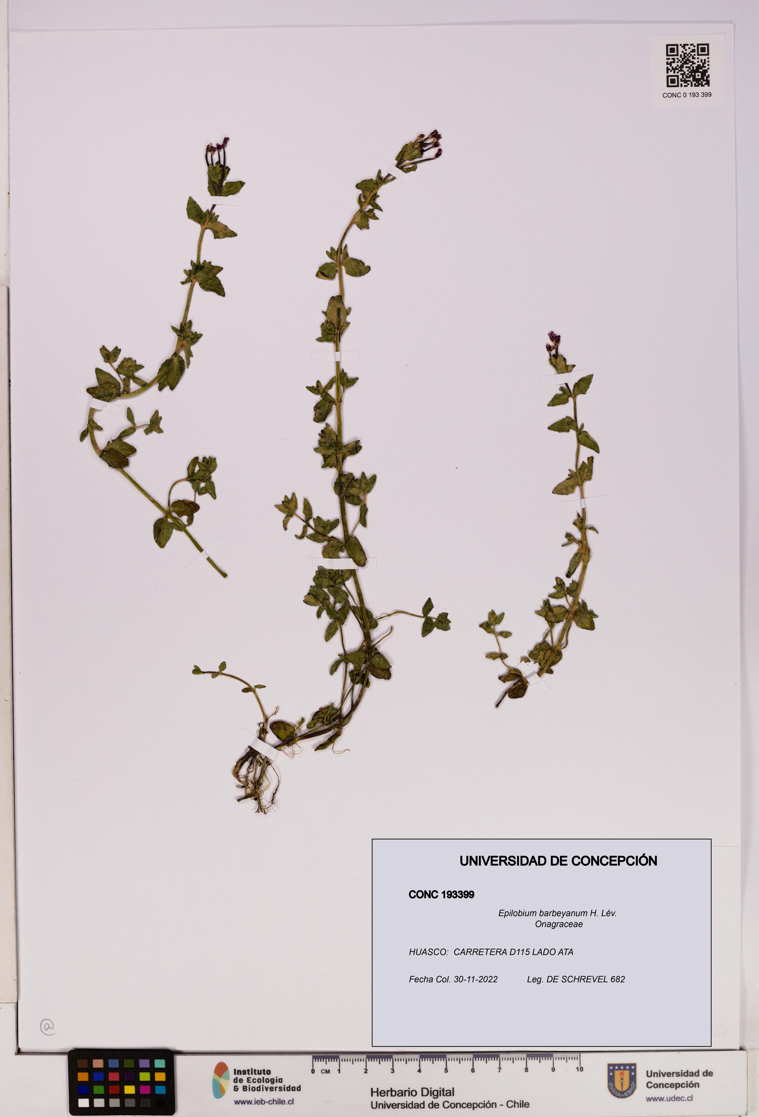 Epilobium barbeyanum [Espécimen: UDEC:CONC:0193399]