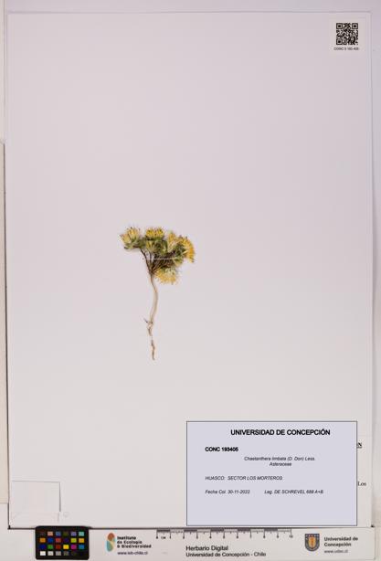 Chaetanthera limbata [Espécimen: UDEC:CONC:0193405]