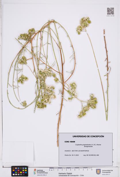 Cryptantha gnaphalioides [Espécimen: ]
