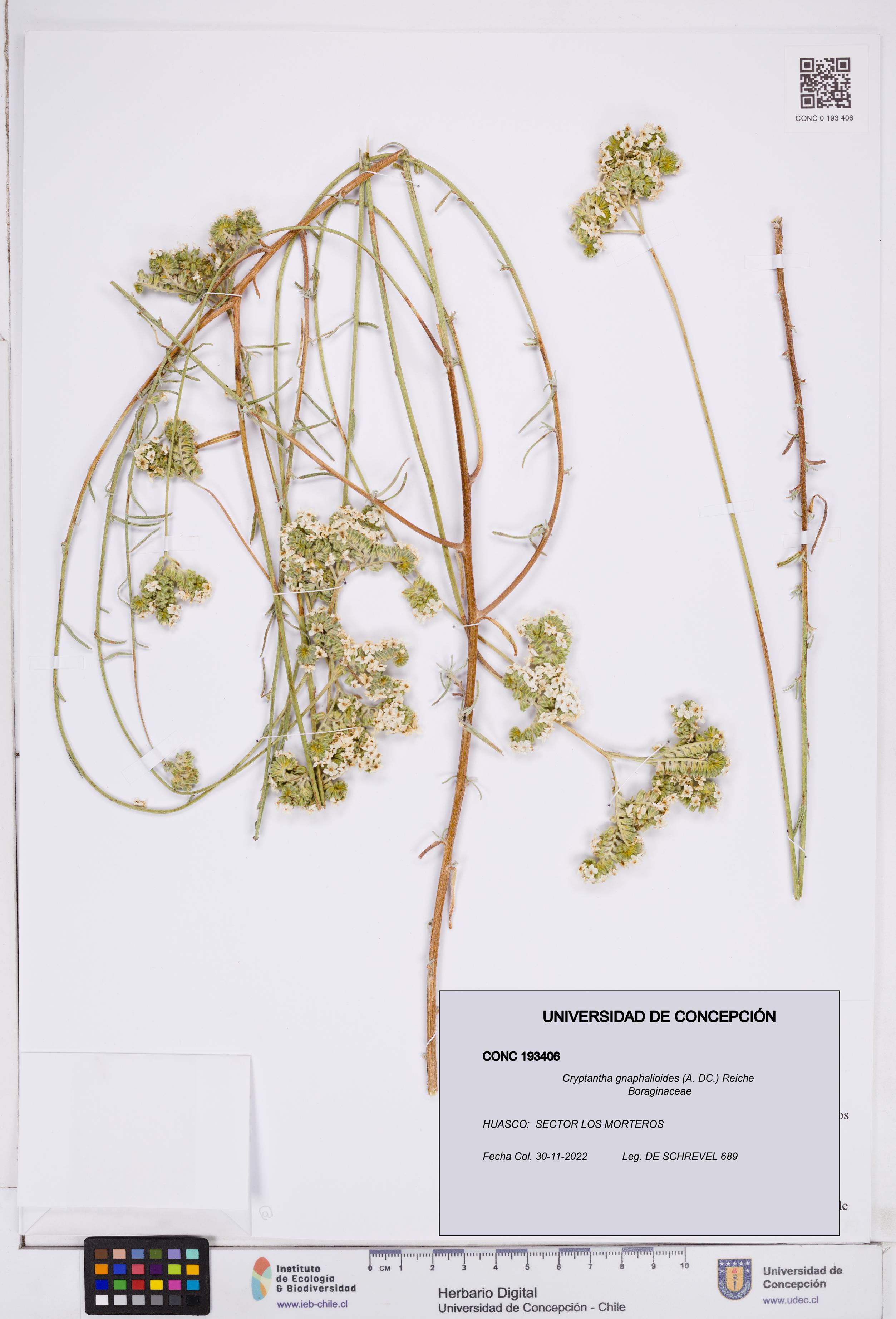 Cryptantha gnaphalioides [Espécimen: ]