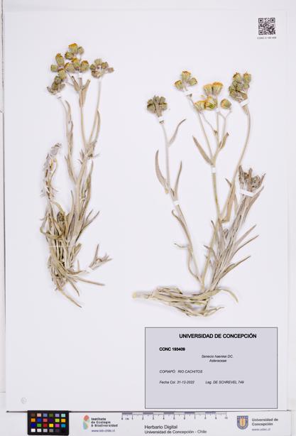 Senecio haenkei [Espécimen: ]