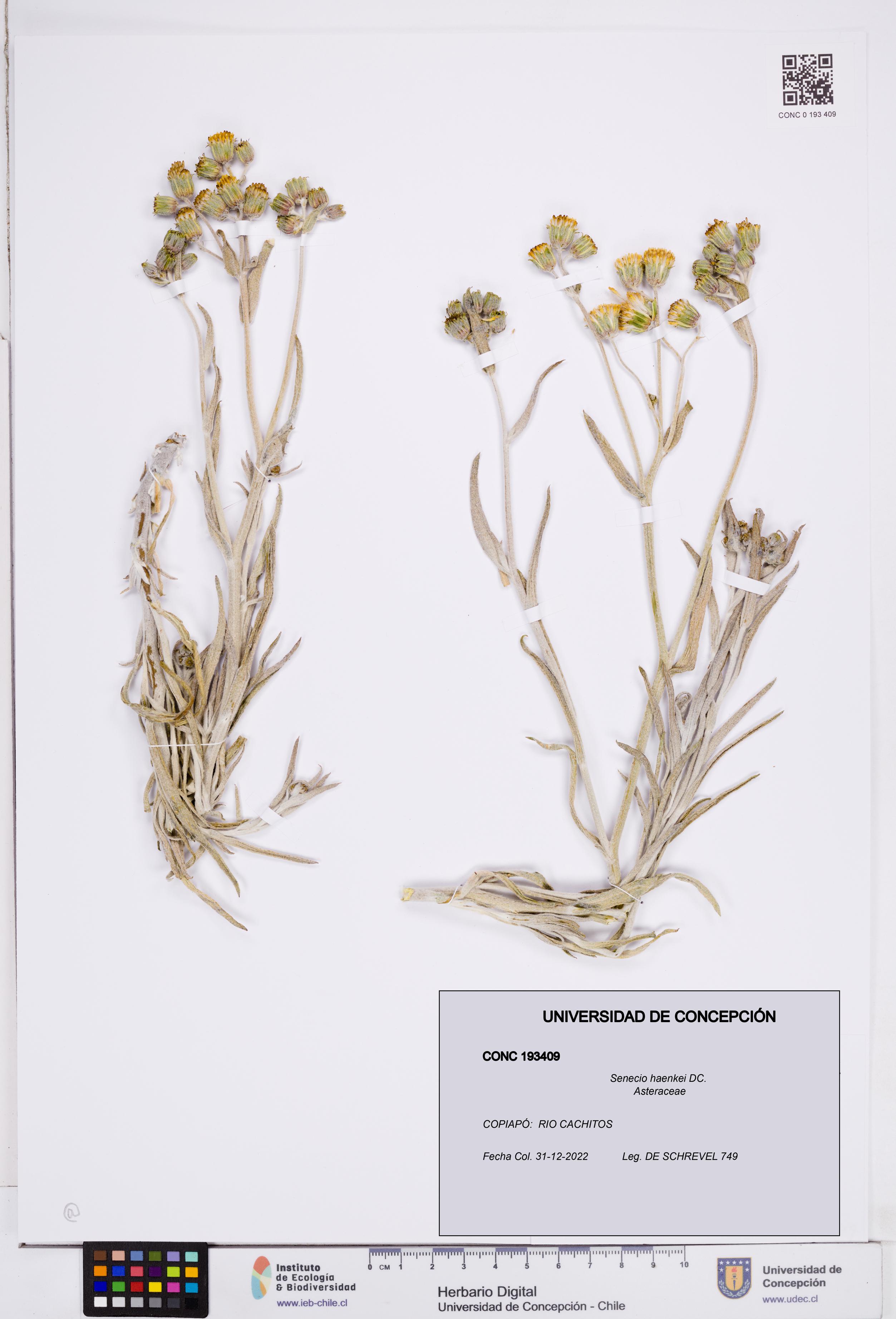 Senecio haenkei [Espécimen: ]