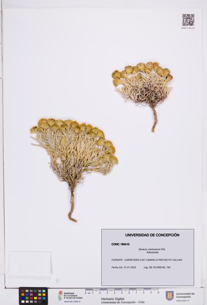 Senecio volckmannii [Espécimen: ]
