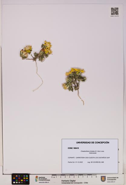 Chaetanthera limbata [Espécimen: UDEC:CONC:0193415]