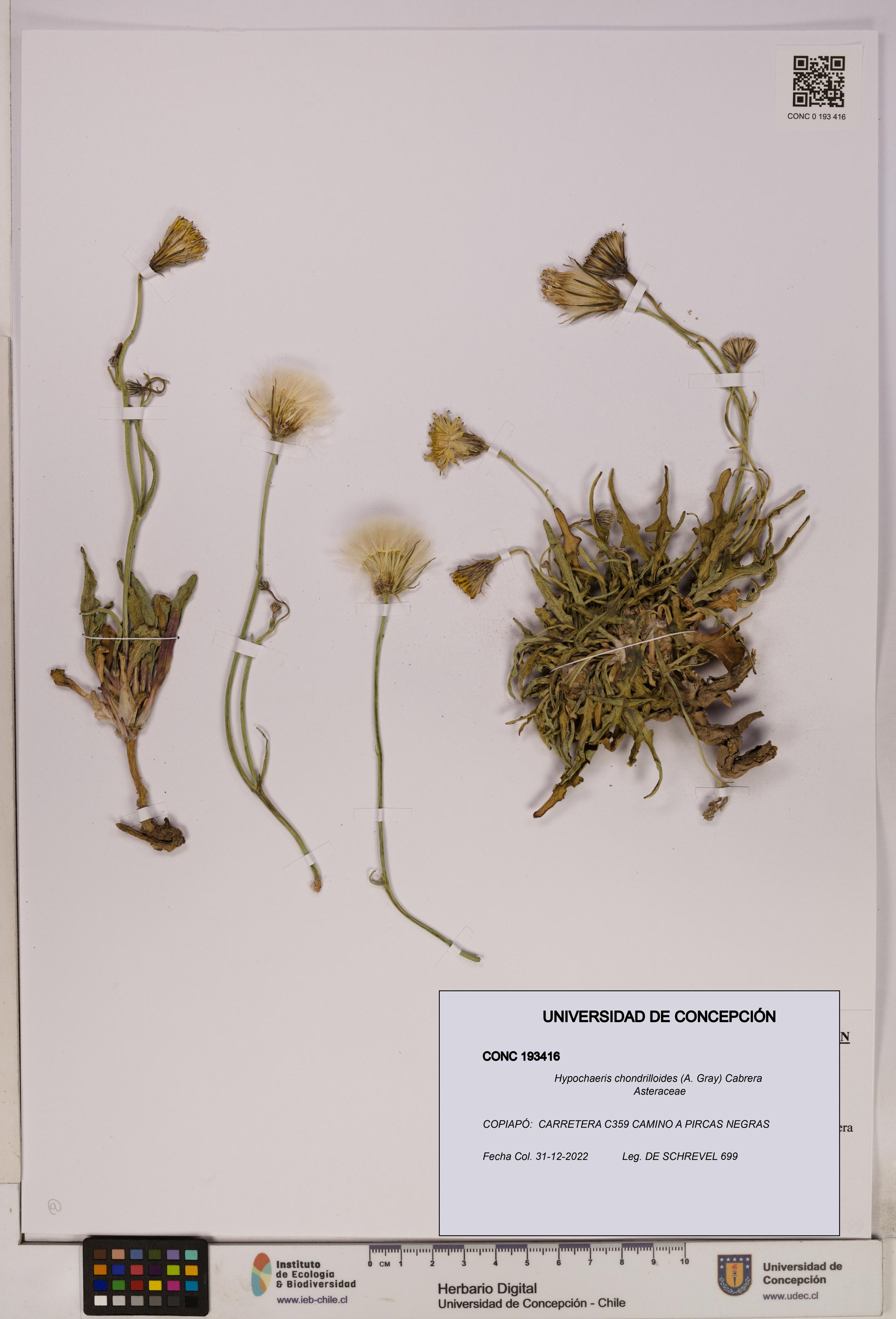 Hypochaeris chondrilloides [Espécimen: UDEC:CONC:0193416]