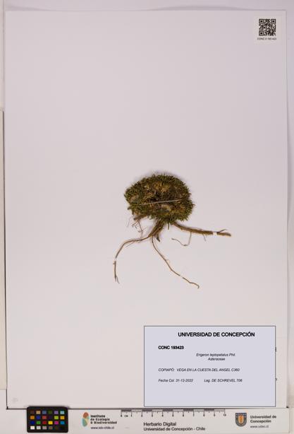 Erigeron leptopetalus [Espécimen: UDEC:CONC:0193423]