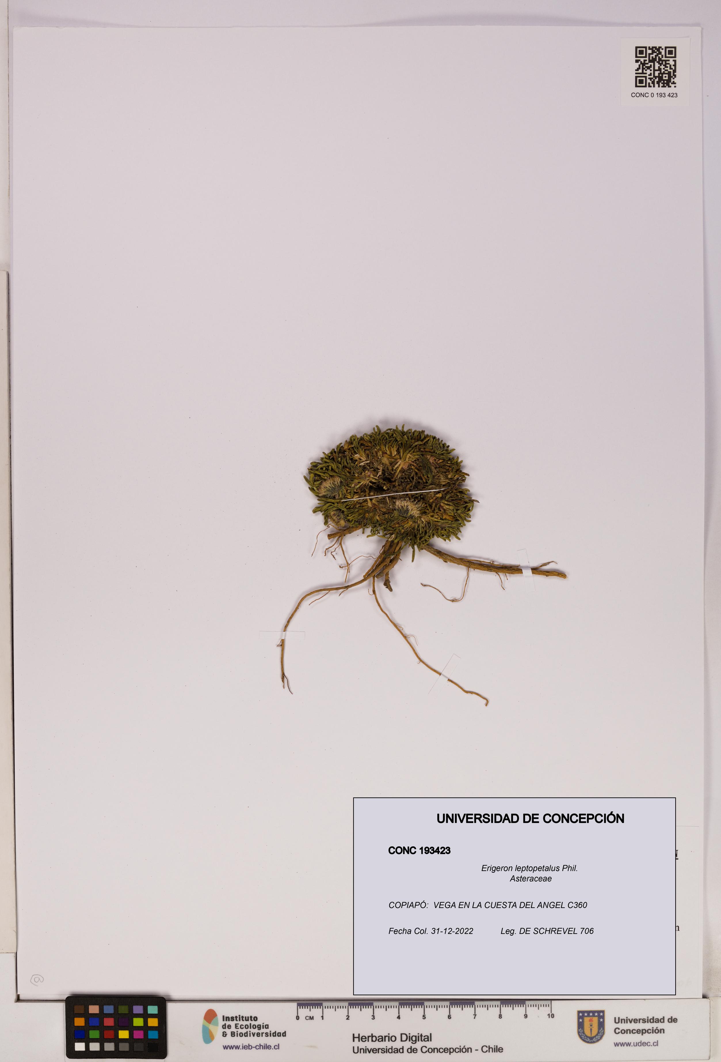 Erigeron leptopetalus [Espécimen: UDEC:CONC:0193423]