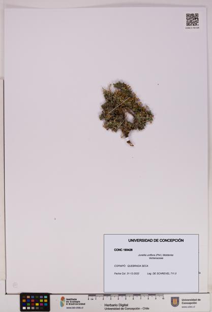 Junellia uniflora [Espécimen: UDEC:CONC:0193428]
