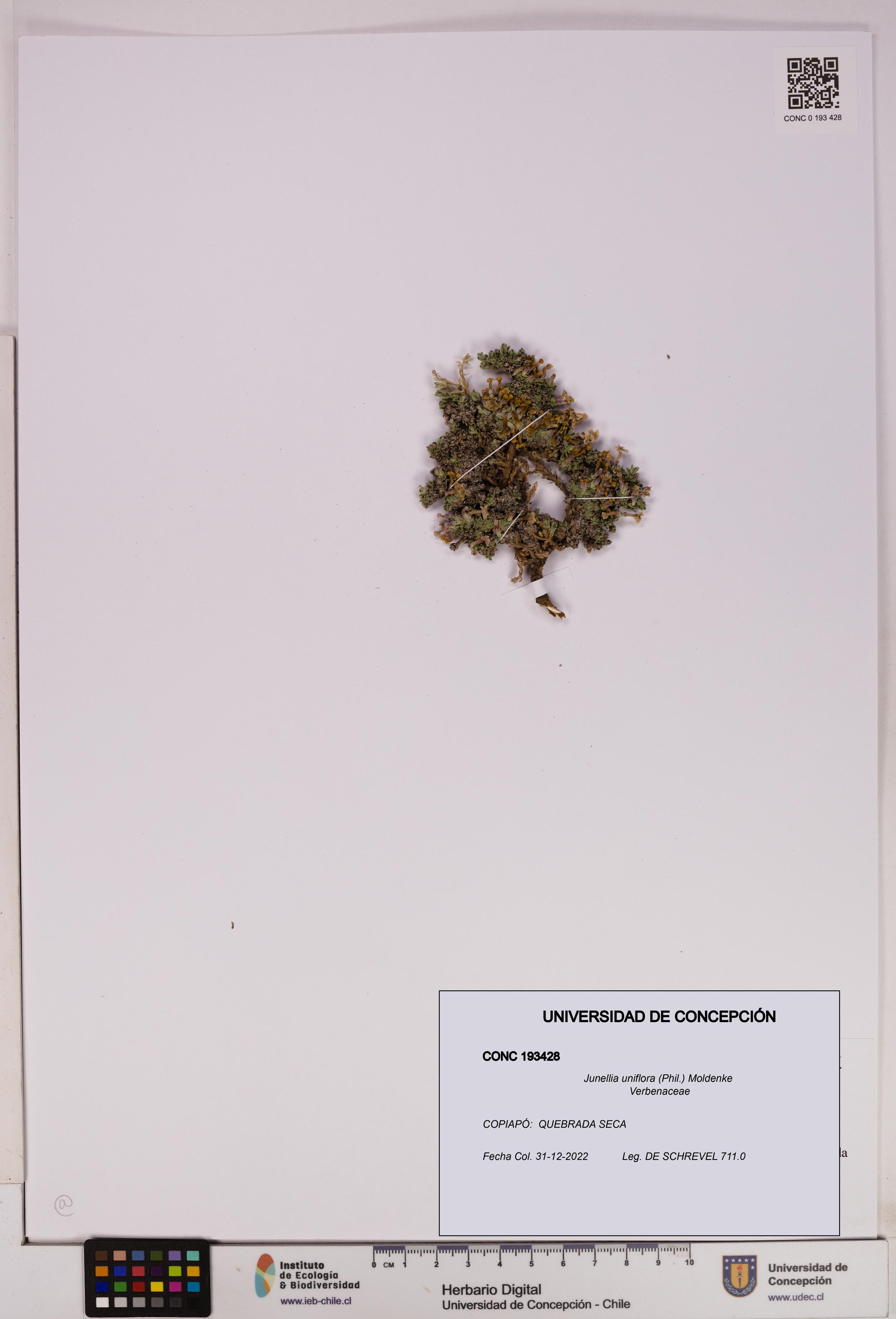 Junellia uniflora [Espécimen: UDEC:CONC:0193428]
