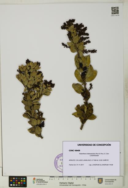 Notanthera heterophylla [Espécimen: UDEC:CONC:0193435]