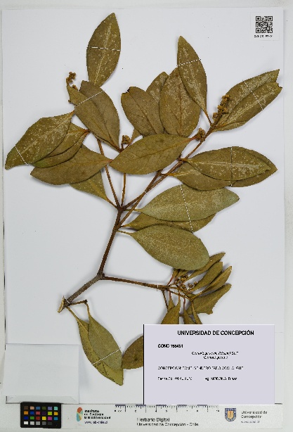 Gomortega keule [Espécimen: UDEC:CONC:0193451]